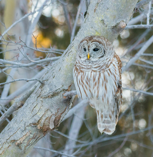 a barred owl perched on a tree branch