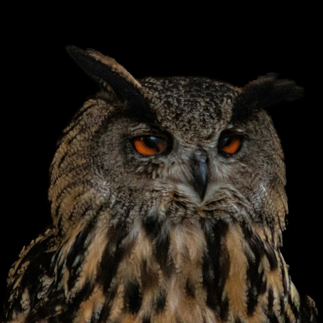 a close up of an owl