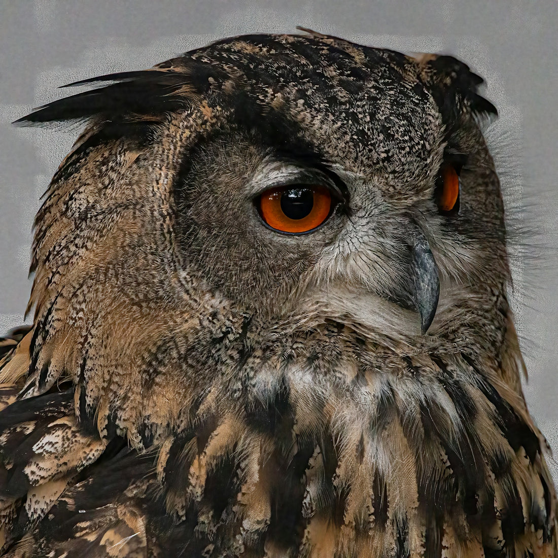 a close up of an owl