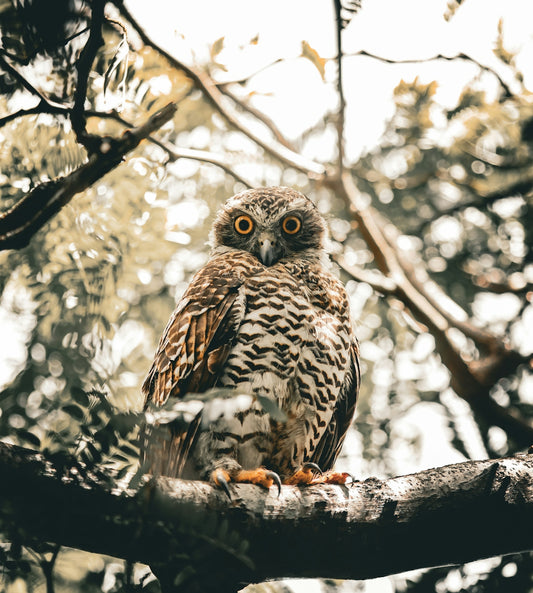 An owl is sitting on a tree branch