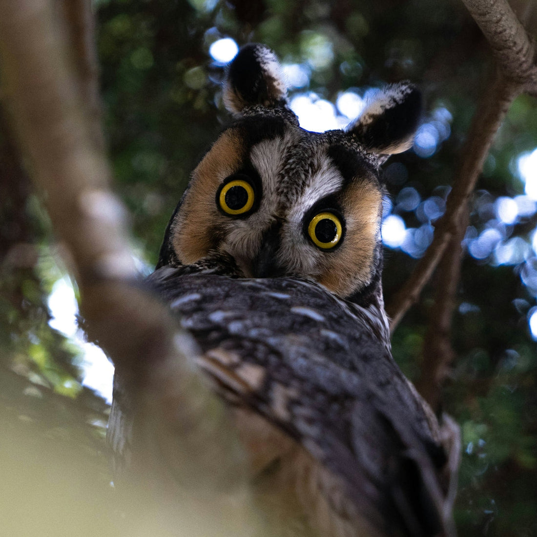 An owl with yellow eyes sitting in a tree