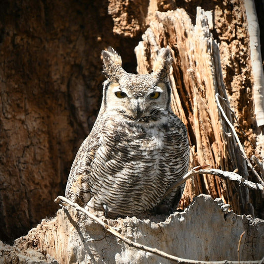An owl sits in a tree.