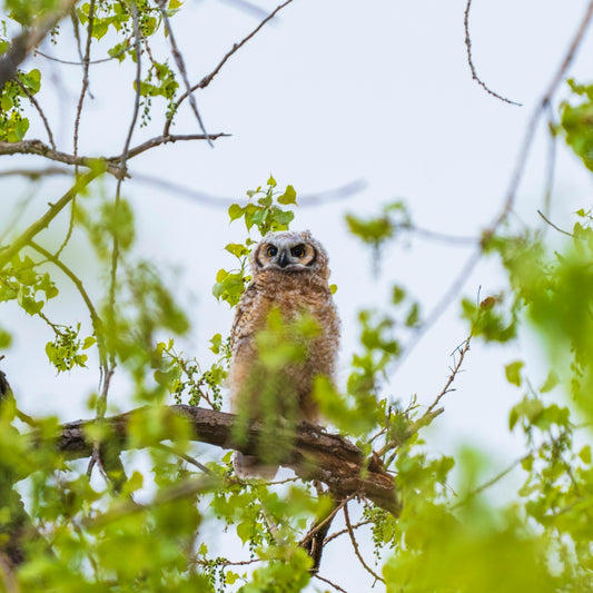 A baby owl perched on a tree branch.