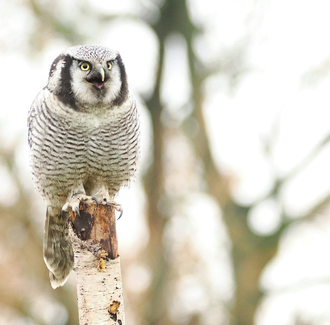 Northern hawk owl perched on a tree stump